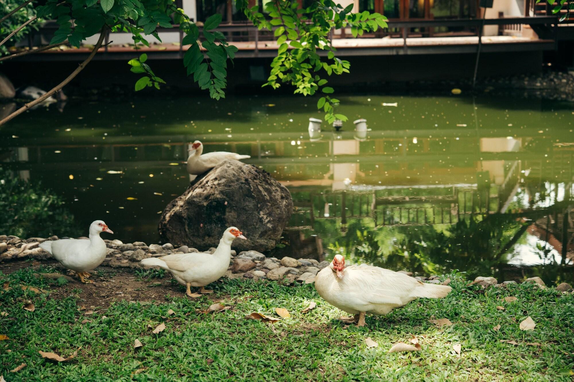 Chompor Lanna Hotel Chiang Mai Esterno foto